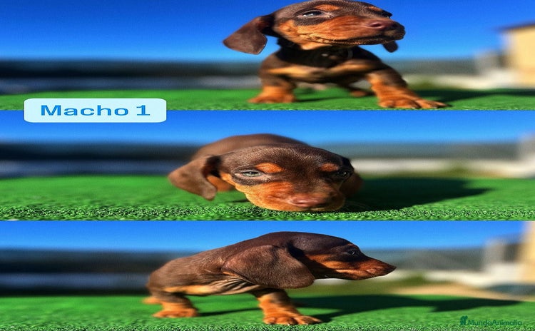 Teckel Miniatura perros Preciosos teckel disponibles  - Anuncio 2