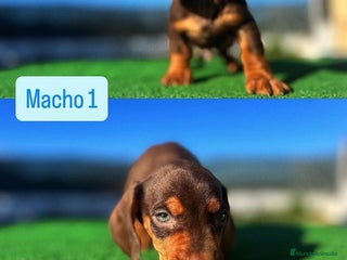 Teckel Miniatura perros Preciosos teckel disponibles - Anuncio 1