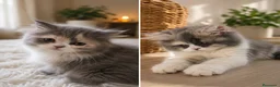 Persa gatos en venta: Persas en Madrid - Anuncio 2