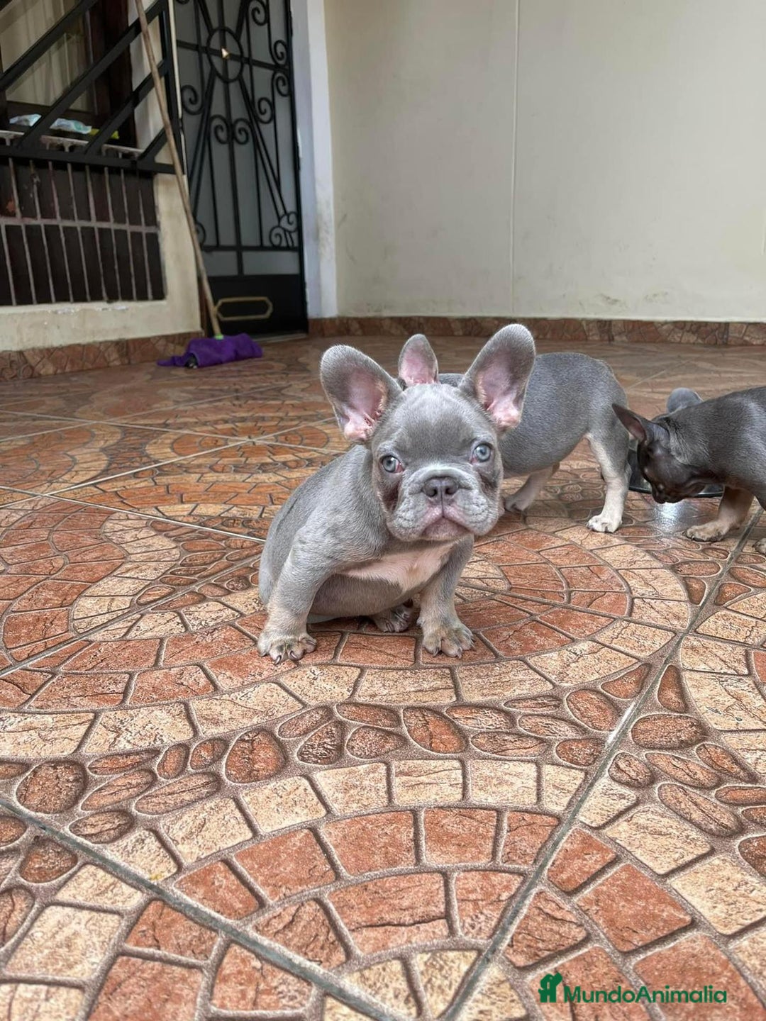 Bulldog Francés perros en venta: BULLDOG FRANCÉS /// CRIADOS CON AMOR Y COMPROMISO - Anuncio 5