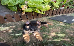 Pastor Alemán perros en venta: Cachorro de pastor alemán  - Imagen 1