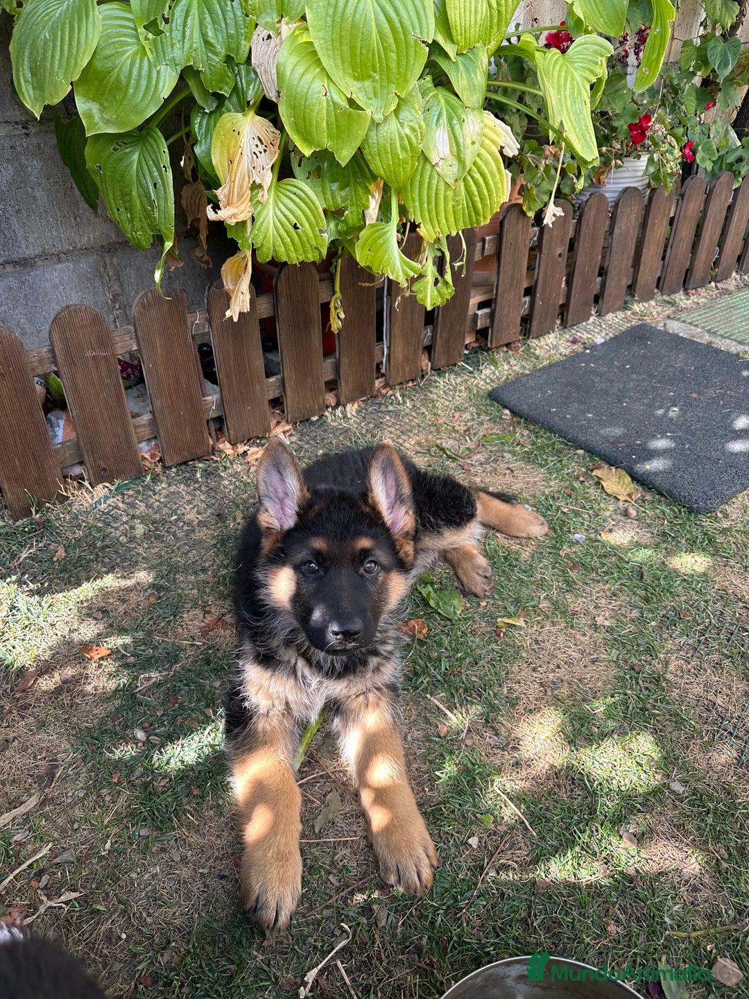 Pastor Alemán perros en venta: Cachorro de pastor alemán  - Imagen 1