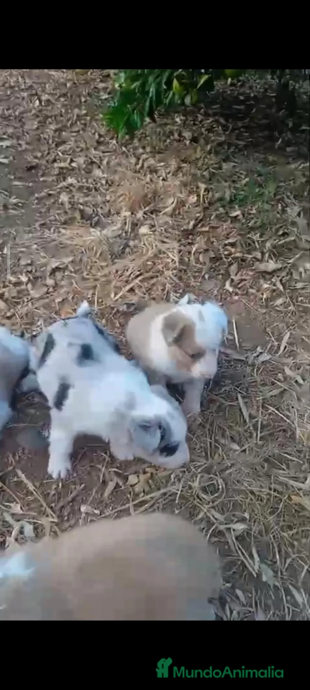Border Collie perros en adopcion: Preciosos border collie - Anuncio 1