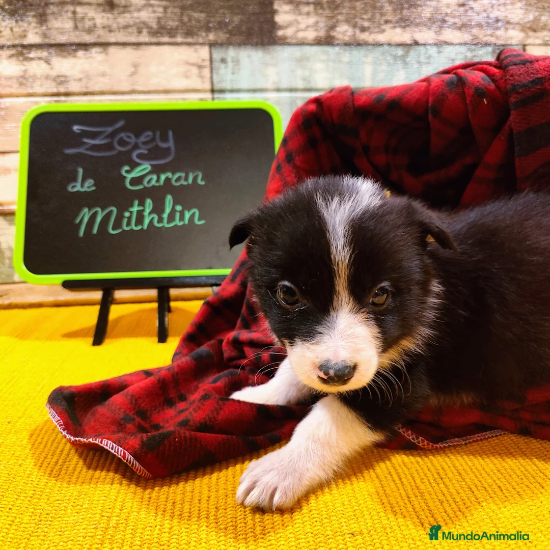 Border Collie perros en venta: Cachorros Border Collie listos para entregar - Anuncio 10