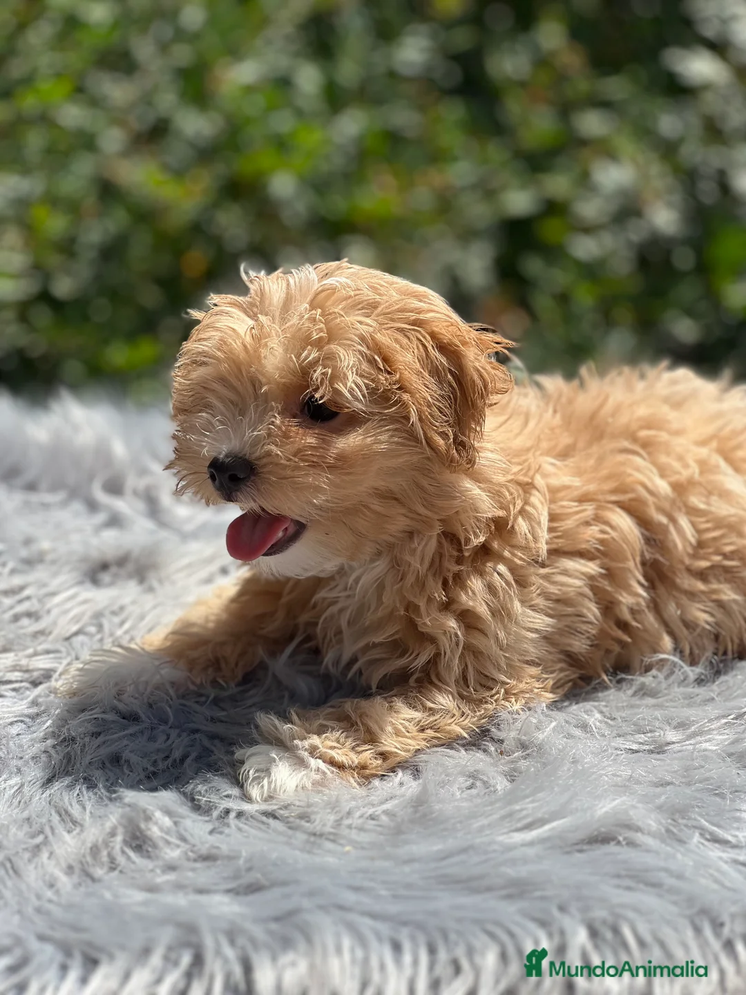Maltipoo perros en venta: Maltipoo apricot  - Anuncio 1