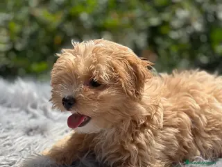Maltipoo perros Maltipoo apricot - Anuncio 6