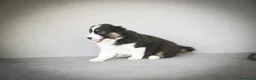 Pastor Australiano perros en venta: Cachorros Pastor Australiano - Anuncio 20
