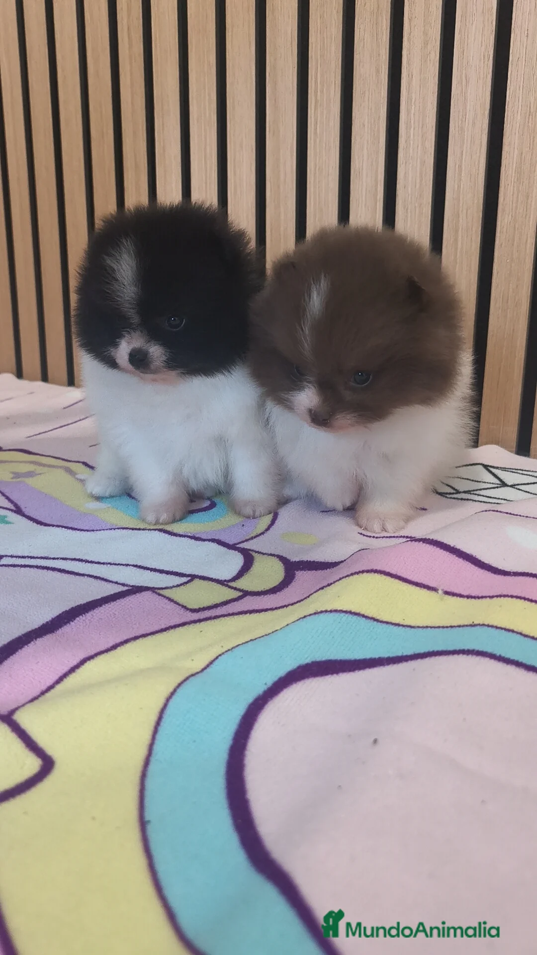 Pomerania perros en venta: Pomerania TOY Party ♀️♂️ - Anuncio 2
