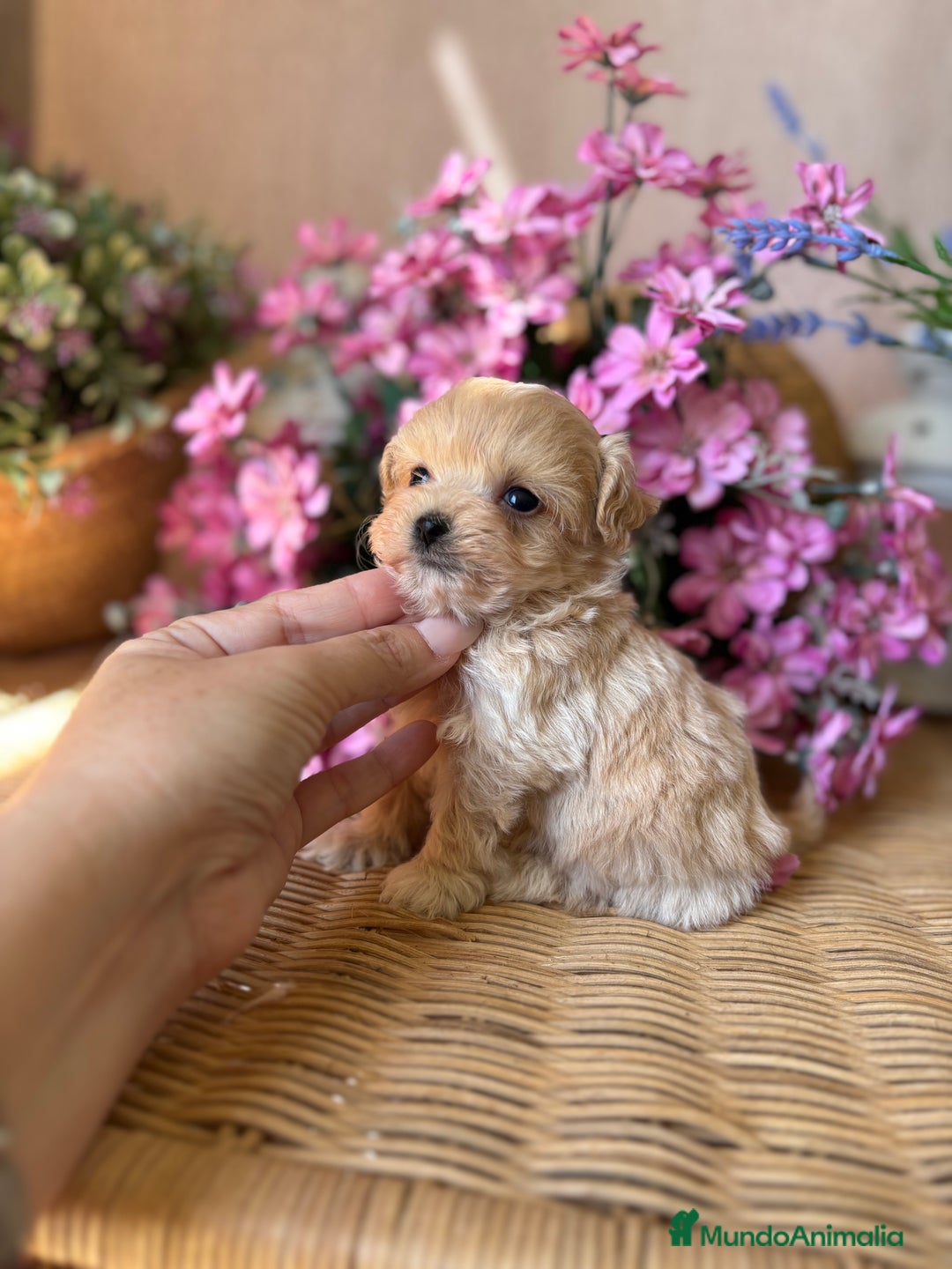 Maltipoo perros en venta: Maltipoo tacita de Té (hembra ) - Imagen 2