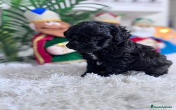 Caniche Toy perros en venta: CANICHE TOY - Anuncio 2