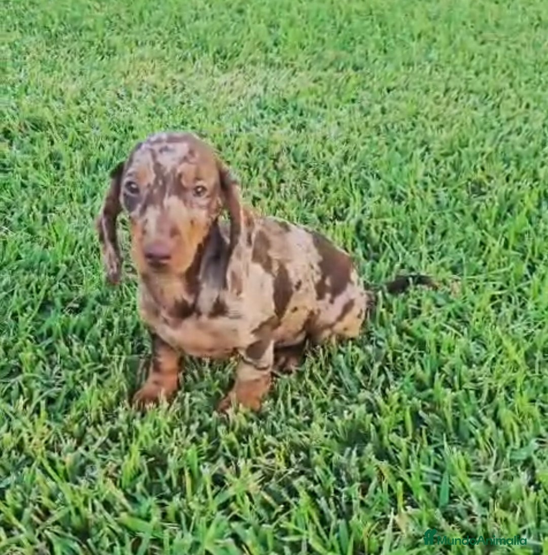 Teckel Miniatura perros en venta: TECKEL MINIATURA - Anuncio 4