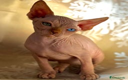 Sphynx gatos en venta: Sphynx  - Anuncio 7