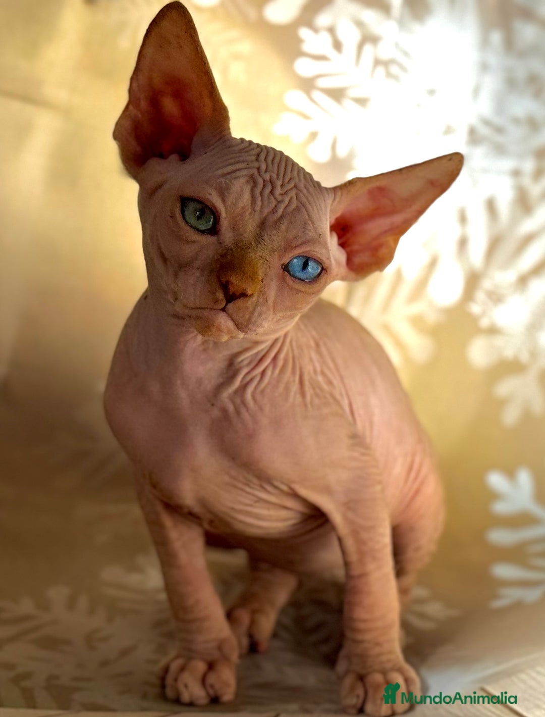 Sphynx gatos en venta: Sphynx  - Anuncio 7