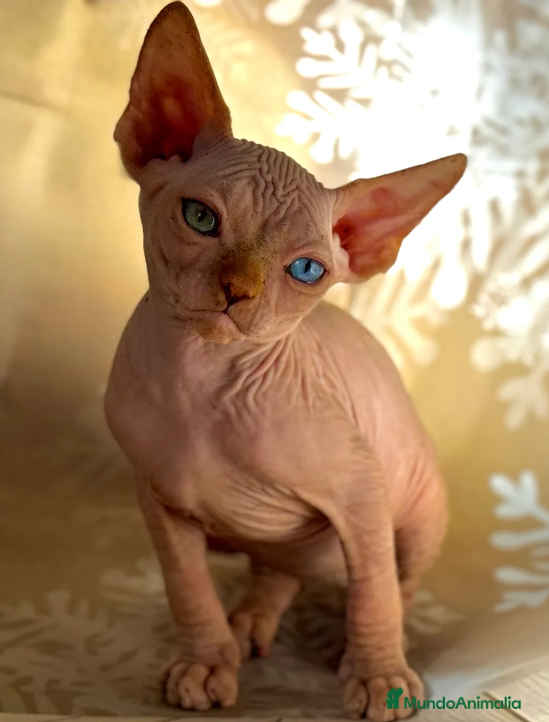 Sphynx gatos en venta: Sphynx  - Anuncio 7