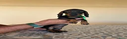 Teckel perros en venta: Preciosos Teckel pelo corto  - Anuncio 3