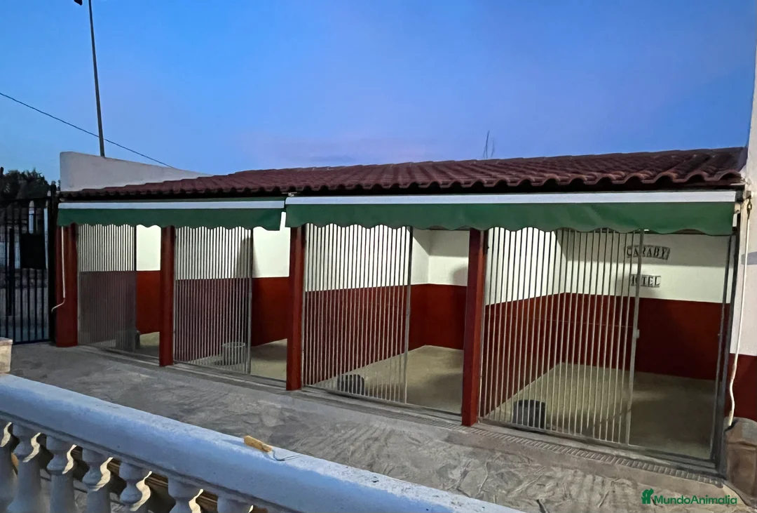 Pinscher Alemán perros en venta: Benidorm Todos los servicios para tu mascota  en Alicante - Anuncio 30