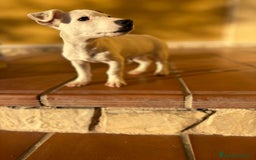 Jack Russell Terrier perros en venta: Cachorros de Jack russell  - Anuncio 13
