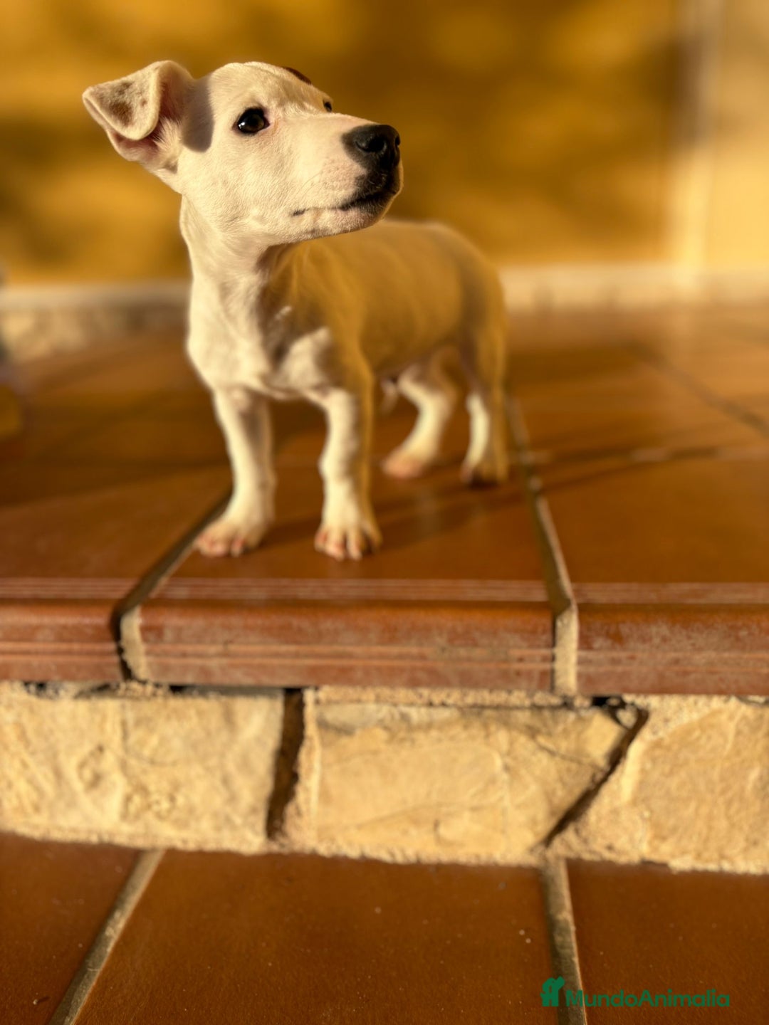 Jack Russell Terrier perros en venta: Cachorros de Jack russell  - Anuncio 13