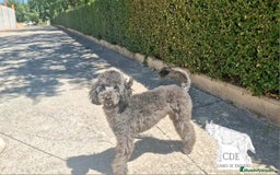 Caniche Enano perros en venta: Caniche negro - Imagen 6