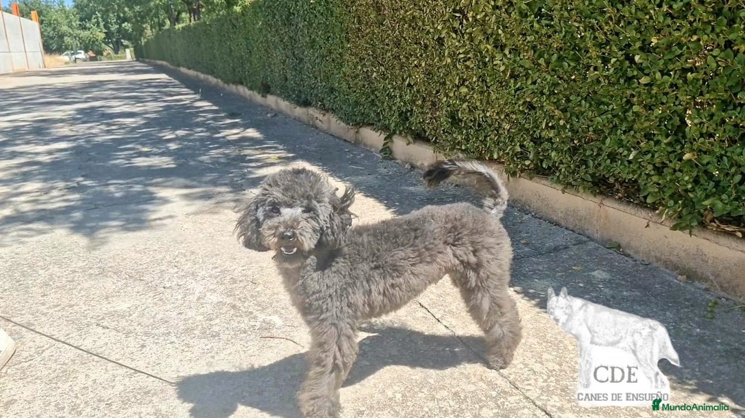 Caniche Enano perros en venta: Caniche negro - Imagen 6