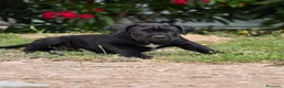 Cane Corso perros en venta: Cachorros de Cane Corso - Anuncio 4