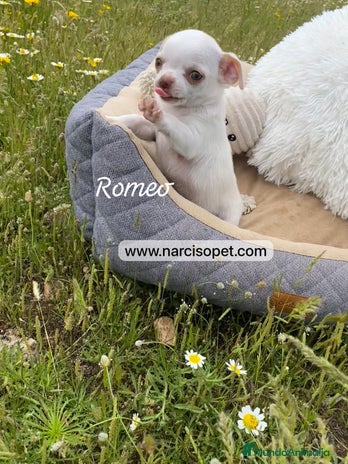 Chihuahua perros en Asturias - Anuncio 15