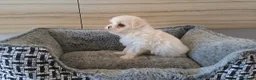 Bichón Maltés perros en venta: Cachorrita Bichon Maltes Toy  - Anuncio 1