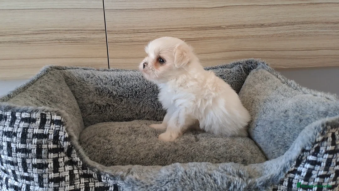 Bichón Maltés perros en venta: Cachorrita Bichon Maltes Toy  - Anuncio 1