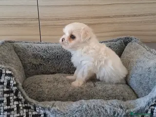 Bichón Maltés perros Cachorrita Bichon Maltes Toy - Anuncio 1
