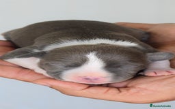 American Staffordshire-Terrier perros en venta: Pedigree American Staffordshire terrier  - Imagen 1