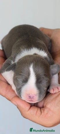 American Staffordshire-Terrier perros - Anuncio 1