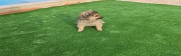 Pomerania perros en venta: Cachorritos Pomerania - Anuncio 3