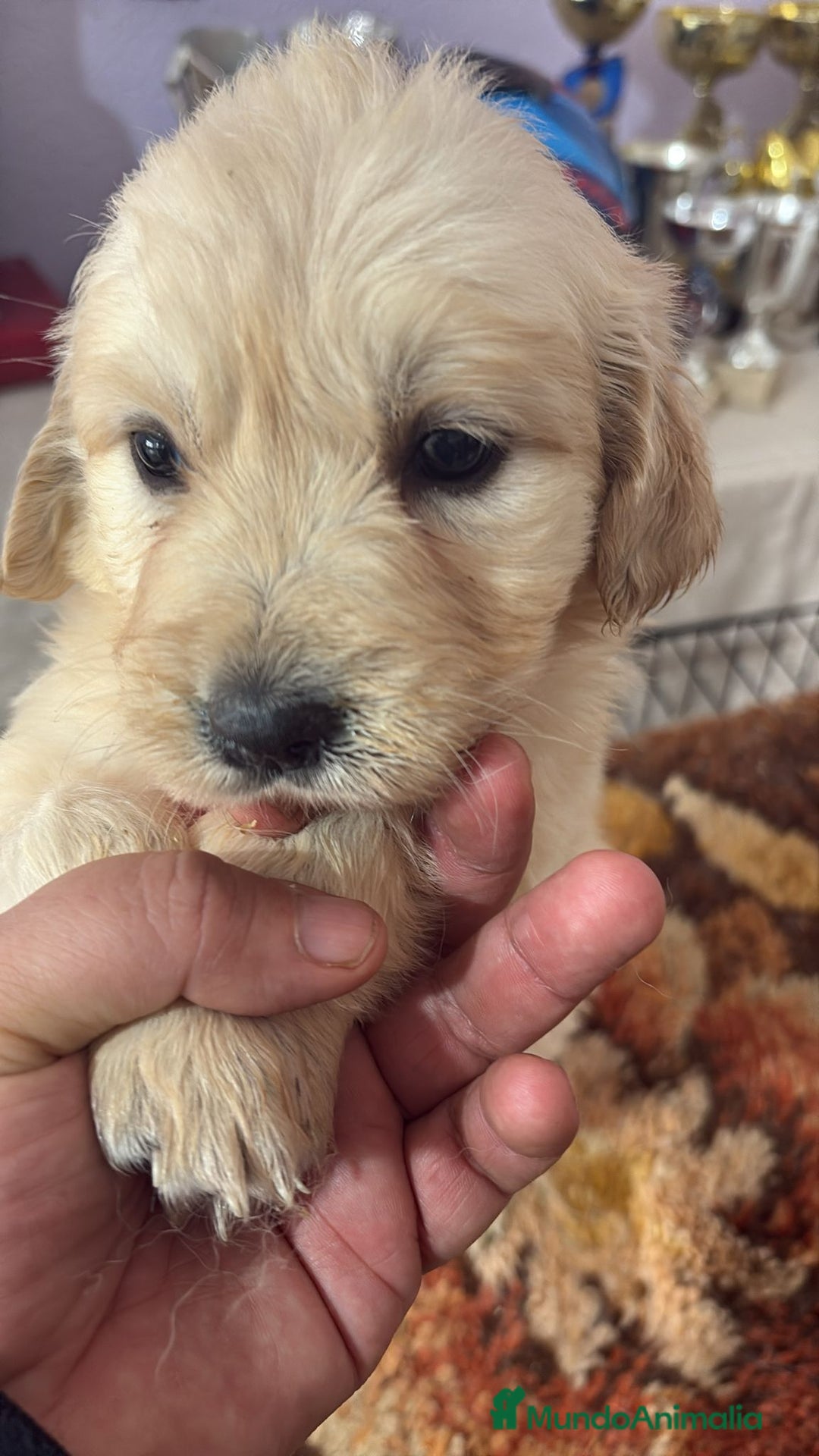 Golden Retriever perros en venta: Golden Retriever disponible  - Anuncio 3