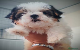 Raza Mixta perros en venta: Espectacular Cachorra malvi - Imagen 3