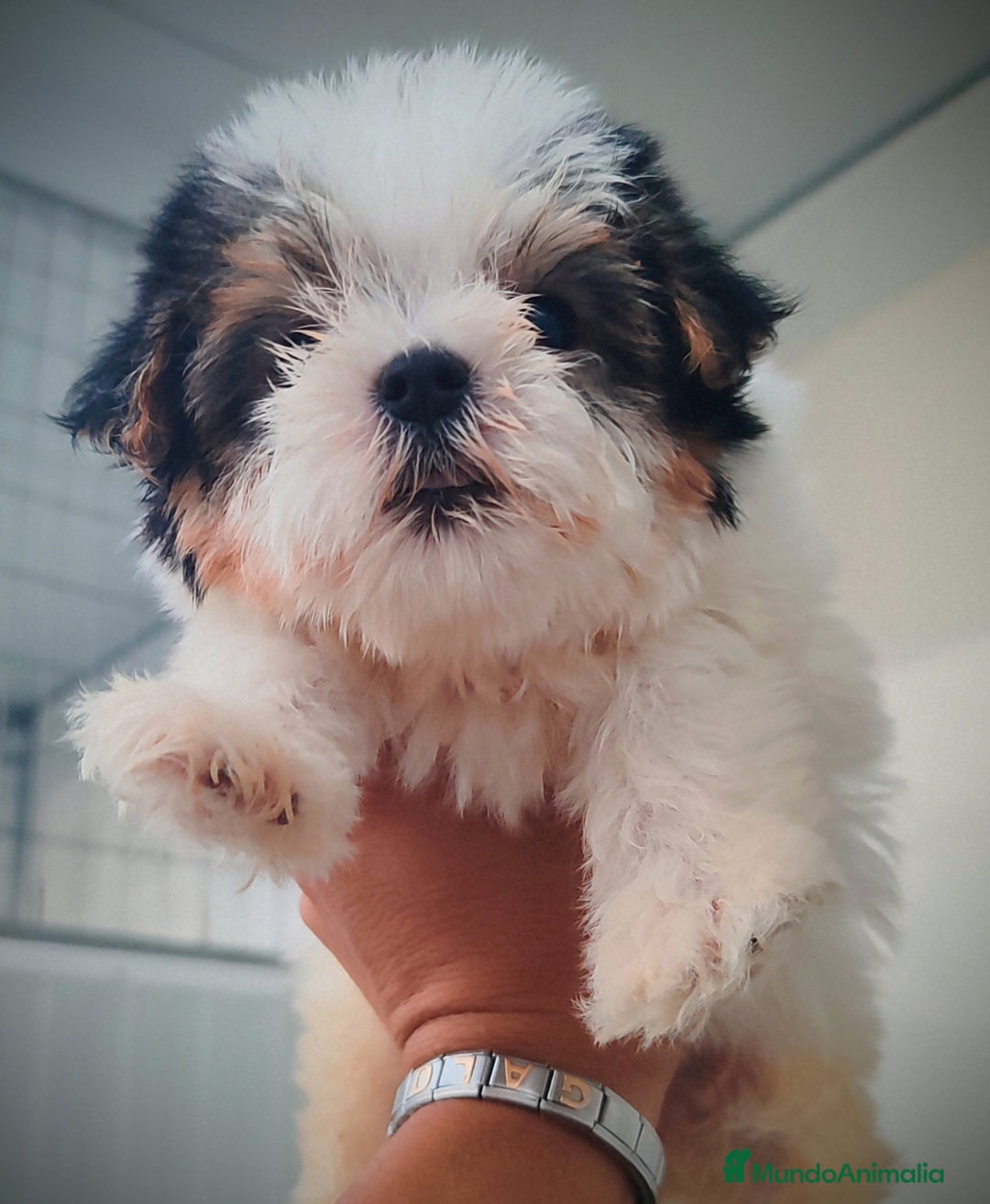 Raza Mixta perros en venta: Espectacular Cachorra malvi - Imagen 3