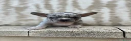 Bulldog Francés perros en venta: Bulldog francés  - Anuncio 5