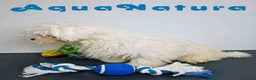 Bichón Habanero perros en venta: Bichon Habanero Macho de Kyi y Nis 6220-AQUANATURA en Barcelona - Anuncio 3