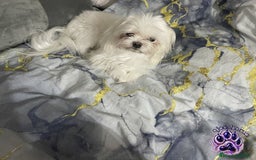 Bichón Maltés perros en venta: Bichón maltés coreano 💯🐾 - Imagen 3