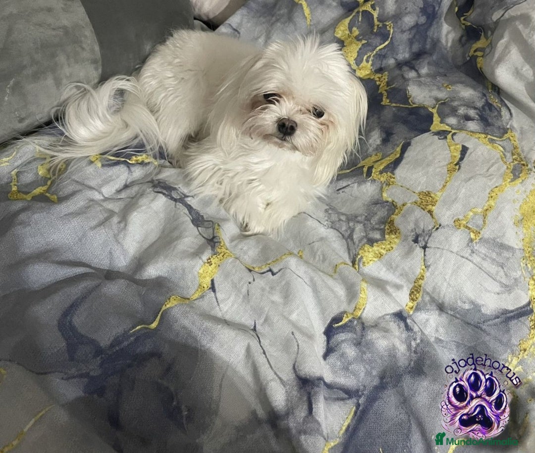Bichón Maltés perros en venta: Bichón maltés coreano 💯🐾 - Imagen 3