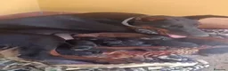 Dobermann perros en venta: Impresionantes Doberman - Anuncio 5