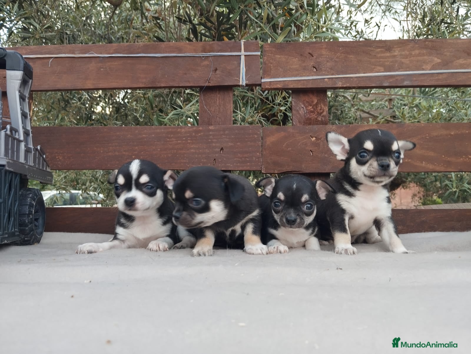 Chihuahua perros Gran Camada diminuta de CHIHUAHUAS TOYS CABEZA 🍏 - Anuncio 1
