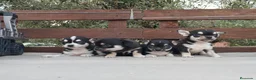 Chihuahua perros en venta: Gran Camada diminuta de CHIHUAHUAS TOYS CABEZA 🍏 - Anuncio 1