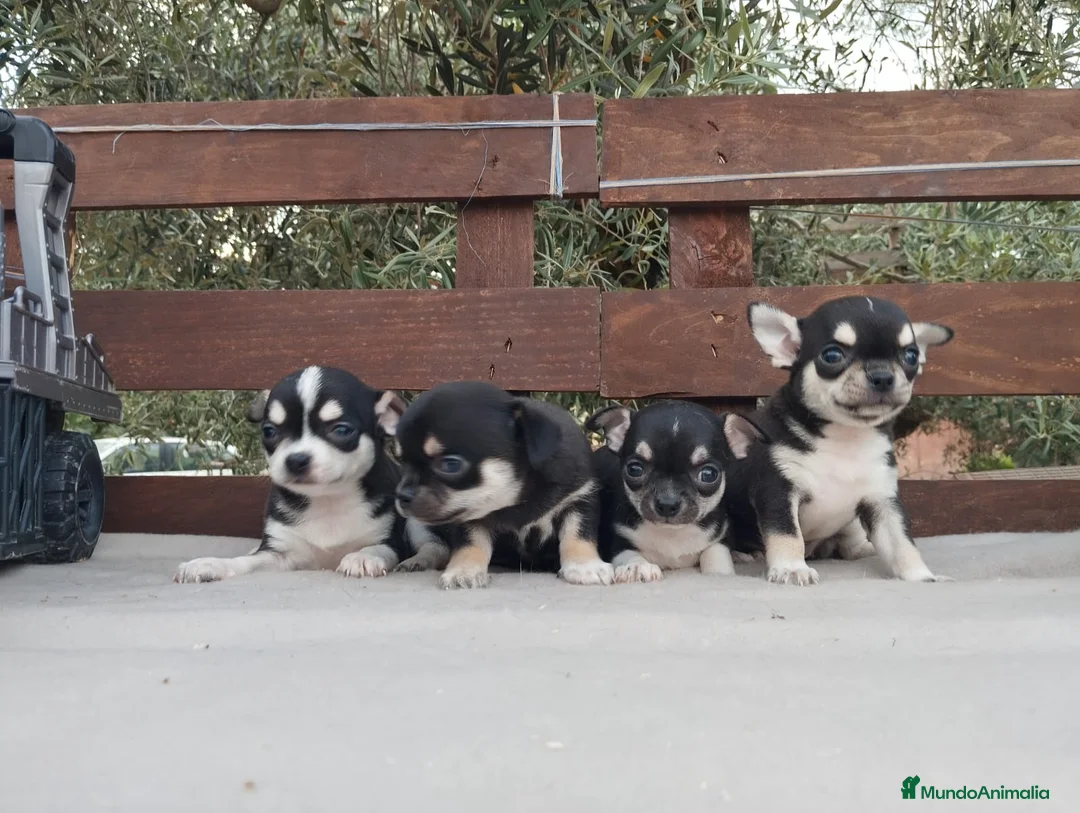 Chihuahua perros en venta: Gran Camada diminuta de CHIHUAHUAS TOYS CABEZA 🍏 - Anuncio 1