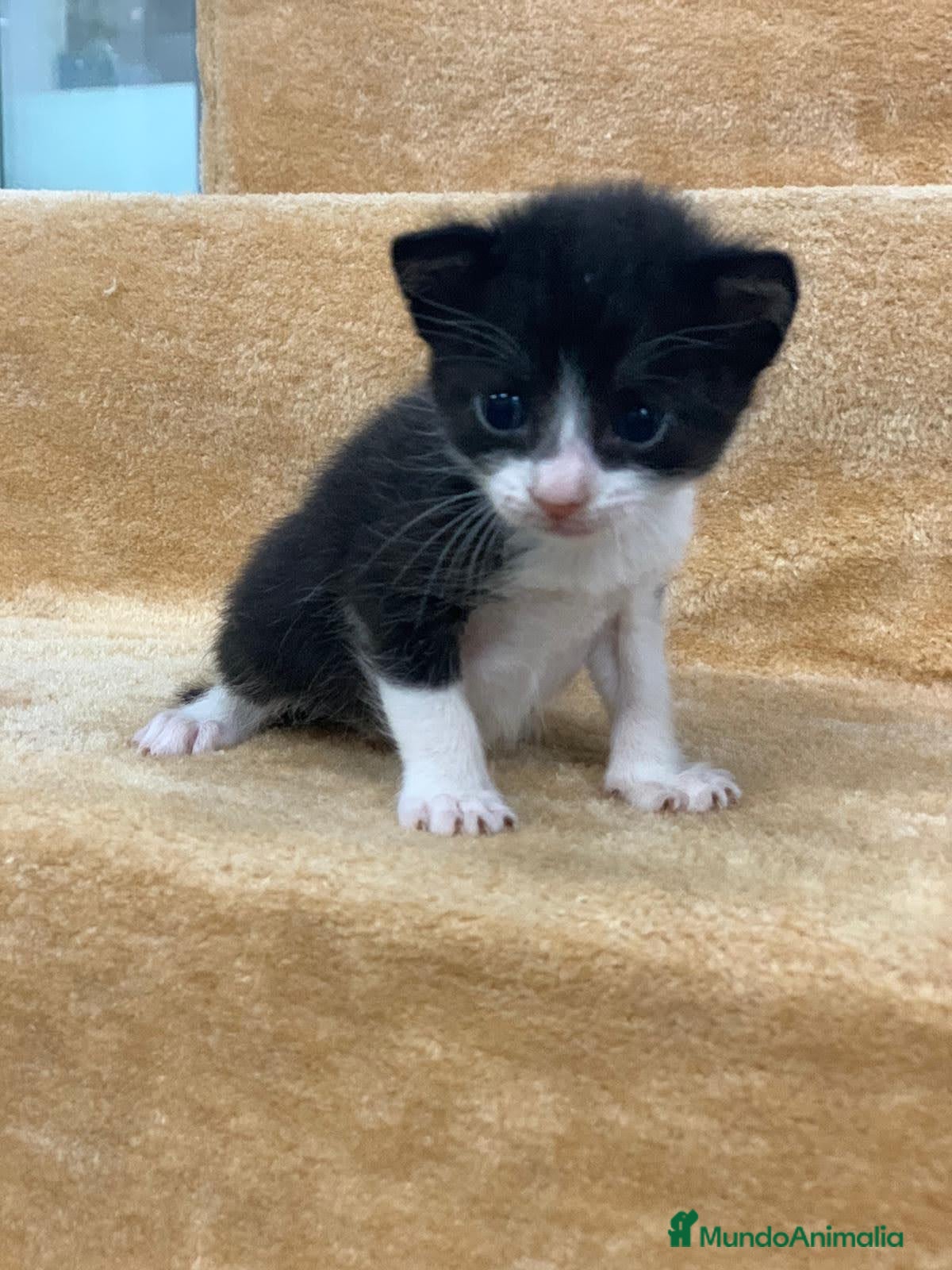 Raza Mixta gatos en venta: Gatitos raza mixta  - Anuncio 2