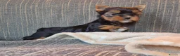 Yorkshire Terrier perros en venta: Cachorro de yorkshire terrier  - Anuncio 7