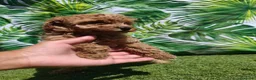 Caniche Toy perros en venta: Espectacular caniche toy en Barcelona - Anuncio 4