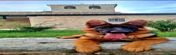 Pastor Alemán perros en venta: Cachorros de pastor alemán. - Anuncio 5