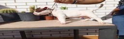 American Bully perros en venta: American Bully  - Anuncio 3