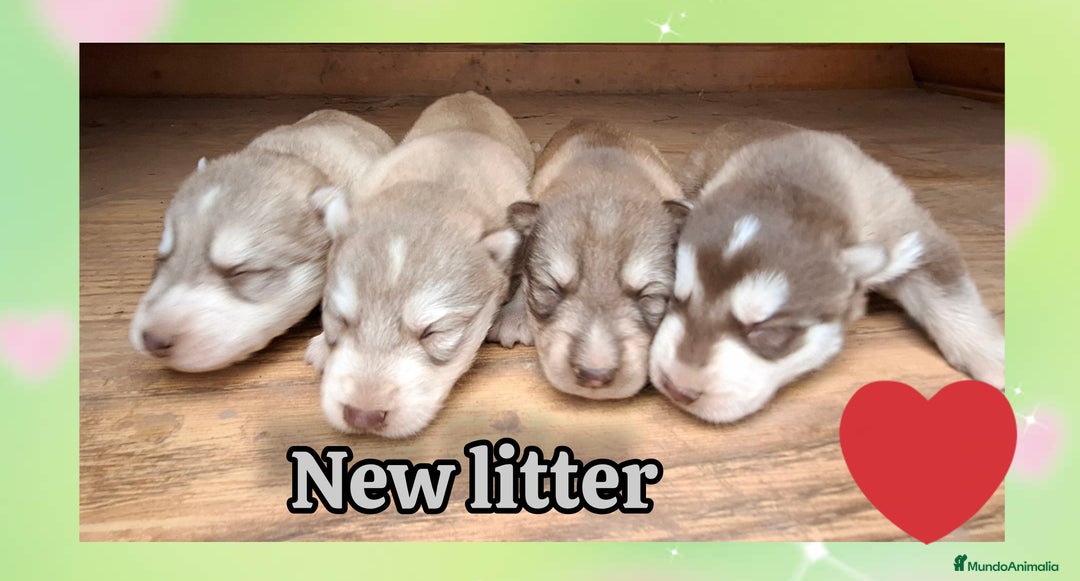 Husky Siberiano perros en venta: Husky siberiano - Anuncio 1