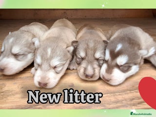 Husky Siberiano perros Husky siberiano - Anuncio 1